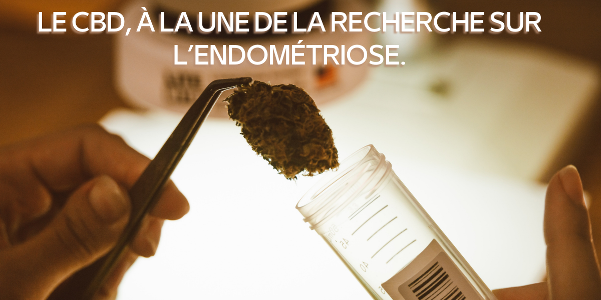 Le CBD, à la une de la recherche sur l’endométriose